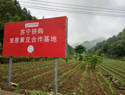 苏宁闪击下沉市场:左手拼购,右手零售云